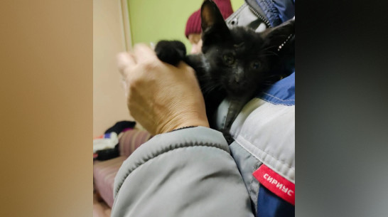 Появились фотографии спасенного на Московском проспекте в Воронеже котенка