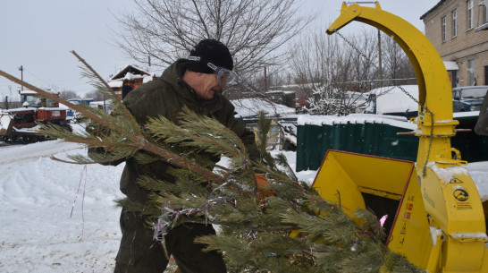 Экологическую акцию по утилизации елок впервые провели в Кантемировском районе