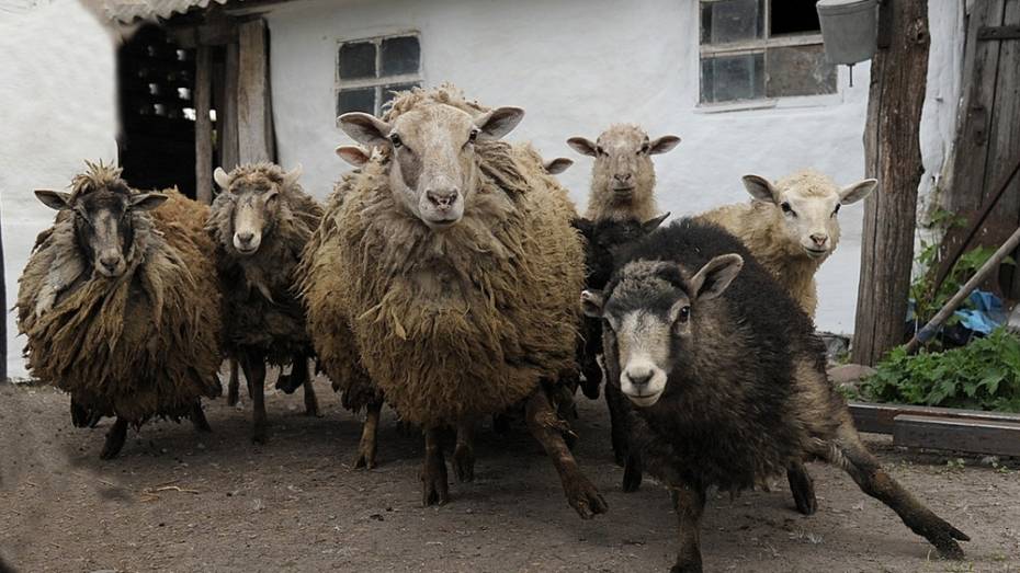 В панинском селе Петровское объявили карантин из-за оспы овец и коз