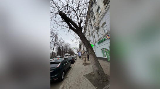 Аварийные липы и ясени спилят на площади Ленина в Воронеже