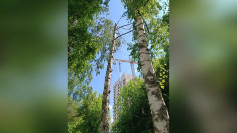 Пять деревьев вырубят в парке «Алые паруса» в Воронеже