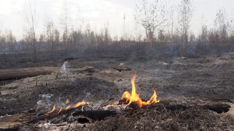 В Воронежской области количество ландшафтных пожаров выросло в 4 раза