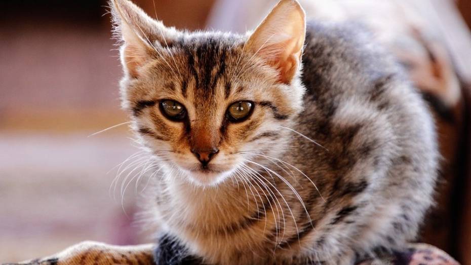 В семилукском селе объявили карантин по бешенству из-за кошки
