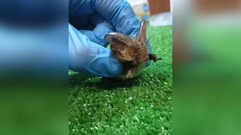 Воронежские волонтеры спасли пещерную летучую мышь с большими ушами