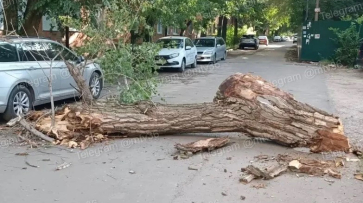 В Воронеже на улице Депутатской 14 августа дерево упало на машину и перегородило проезд