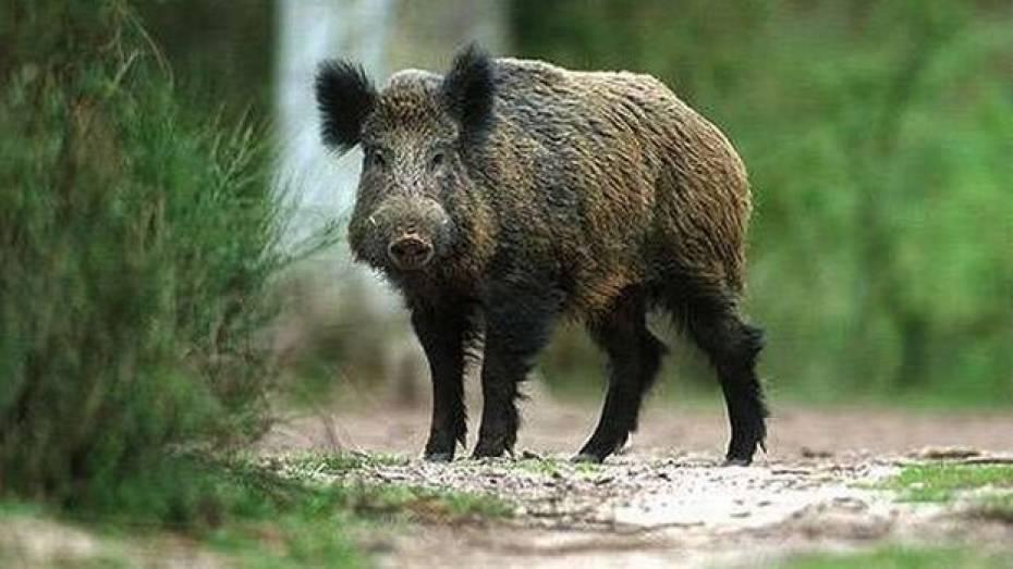 В Поворинском районе из-за африканской чумы свиней убьют 10 диких кабанов