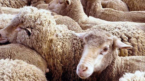 В Таловском районе у фермера похитили 30 овец