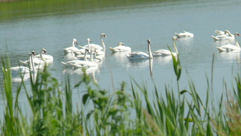 На пруд в Грибановку прилетели 30 лебедей