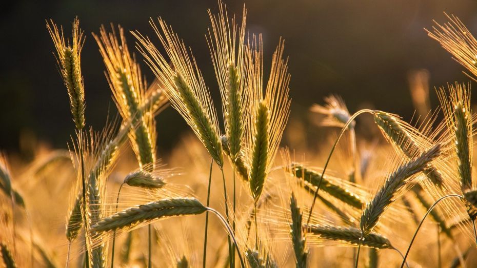 Состояние озимой пшеницы на воронежских полях ГК «Продимекс» не вызывает опасений