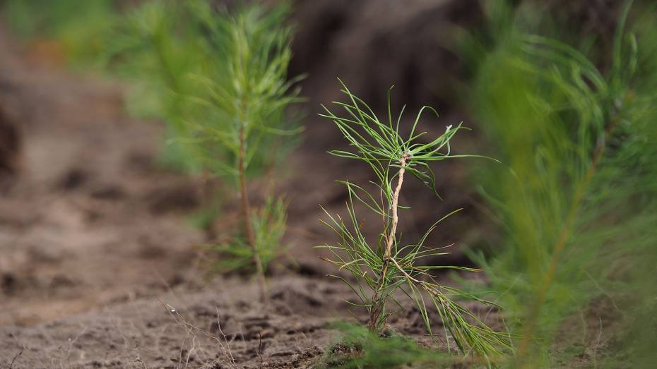 В Воронежской области посадили около 1,4 тыс гектаров леса в этом году