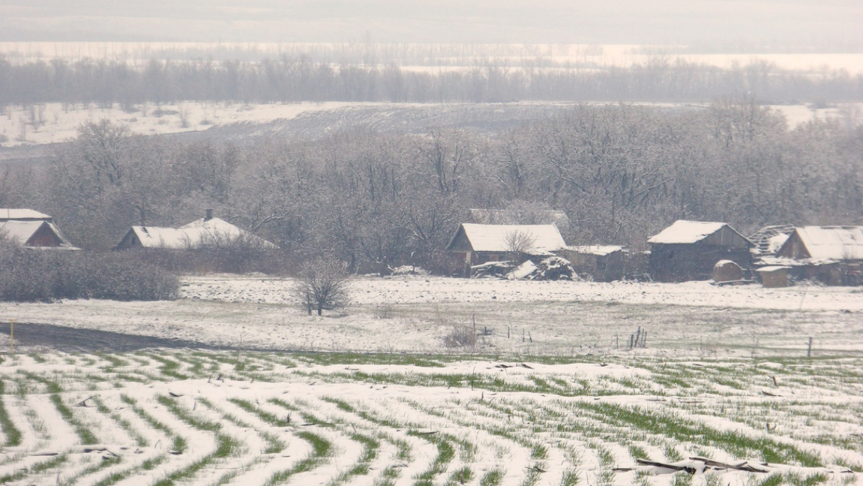 Пережить зиму. Как малоснежная погода в Воронежской области скажется на полях и садах 