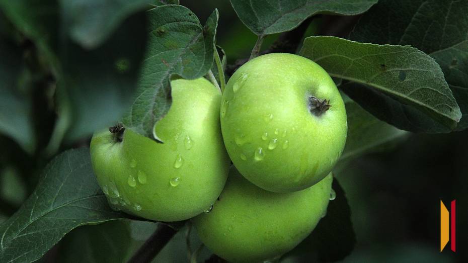 Около 350 млн рублей было направлено на поддержку воронежских садоводов