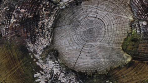 Неизвестные вырубили в Воронеже 16 деревьев на 400 тыс рублей