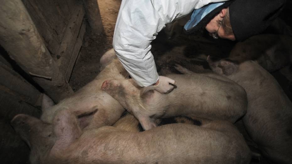 В Калачеевском районе подтвердилась африканская чума свиней