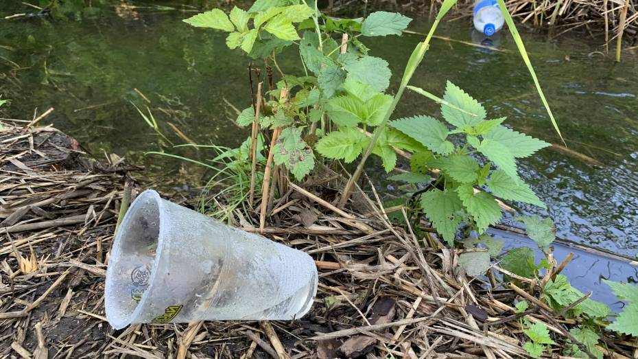 В расчистке Аленовского ручья в Нововоронеже поучаствовали более 60 человек