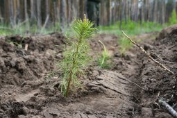 В Воронежской области посадят 100 тыс деревьев в рамках акции «Сад памяти»