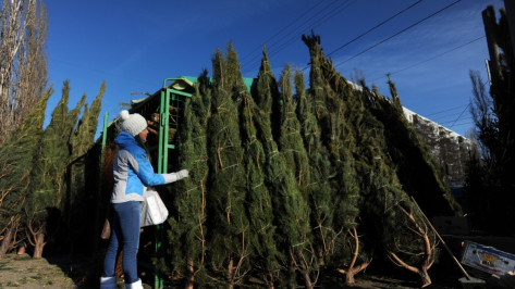 Мэрия опубликовала список адресов елочных базаров в Воронеже