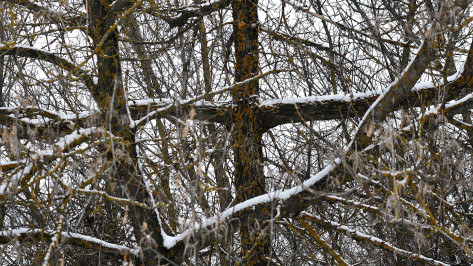 Воронежские экологи начали лечить поврежденные при уборке снега деревья