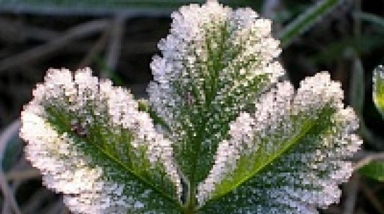 МЧС предупредило о заморозках в Воронежской области