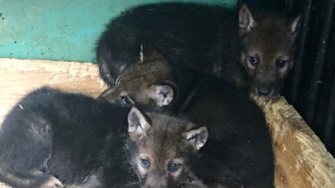 В Воронежском зоопарке в апреле родились 3 волчат и 2 енота