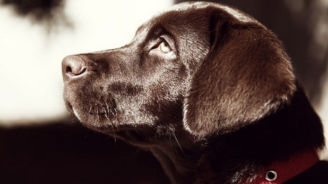 Кинологи с собаками побывали в Кантемировском социально-реабилитационном центре 