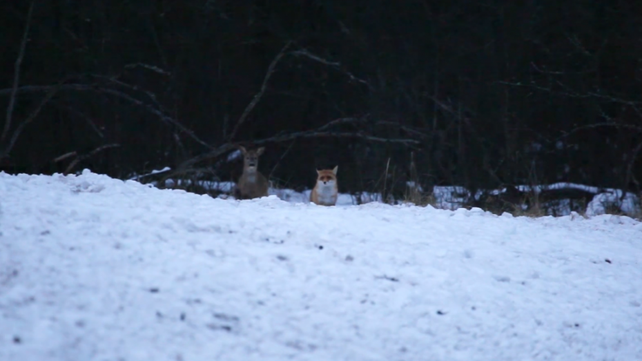 Равнодушный взгляд лисицы на косулю в Воронежском заповеднике попал на видео