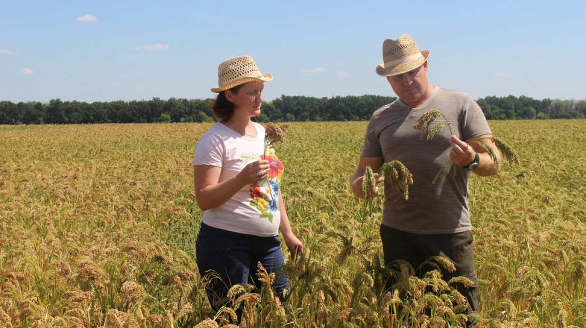 Ученые Воронежской области вывели 4 новых сорта зерновых культур