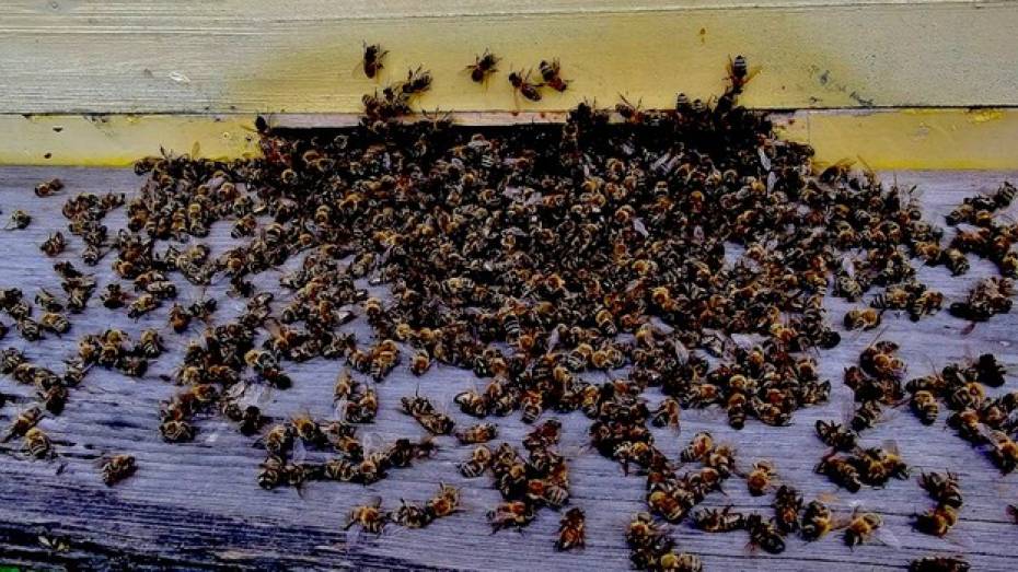 В Подгоренском районе борьба с вредителями привела к массовой гибели пчел 
