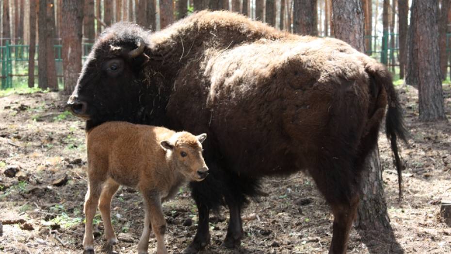 В Воронежском зоопитомнике у пары бизонов родился детеныш