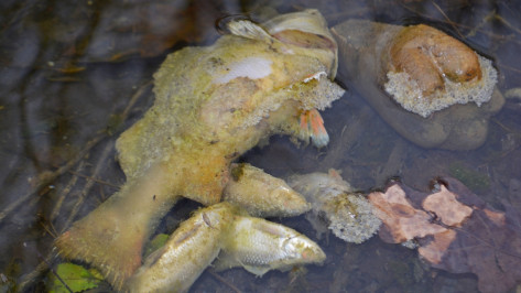 В сельском пруду под Калачом Воронежской области массово погибла рыба