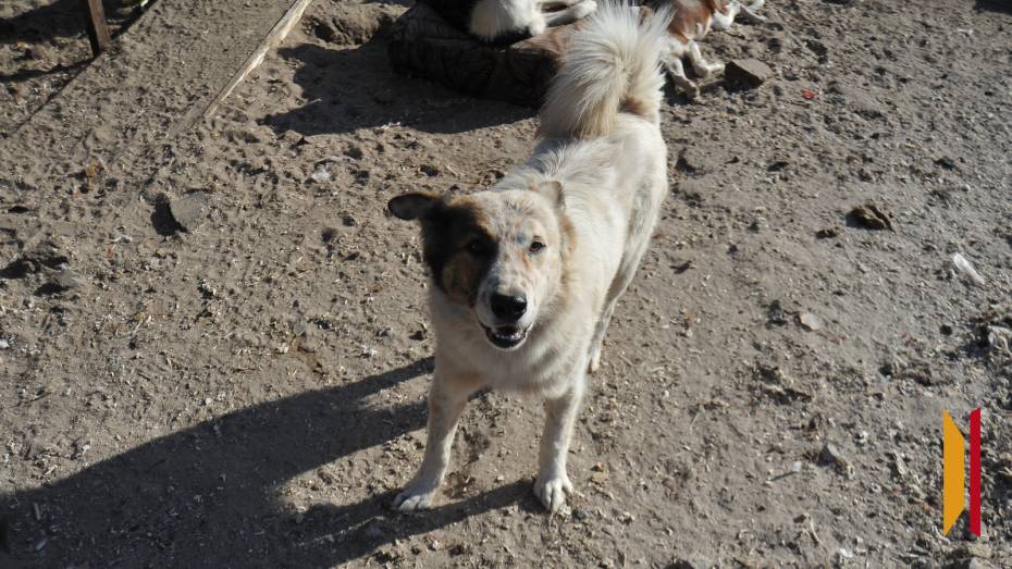 В Воронежском заповеднике собаки загрызли косулю
