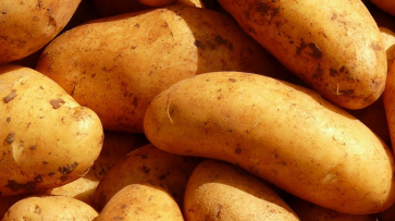 Воронежская область стала первой в России по урожаю картофеля