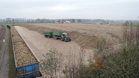 Воронежские аграрии собрали более 1 млн т сахарной свеклы