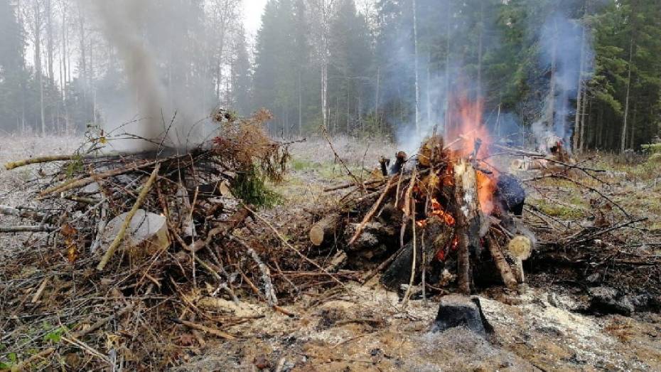 Воронежцев предупредили о дыме из-за сжигания древесных отходов