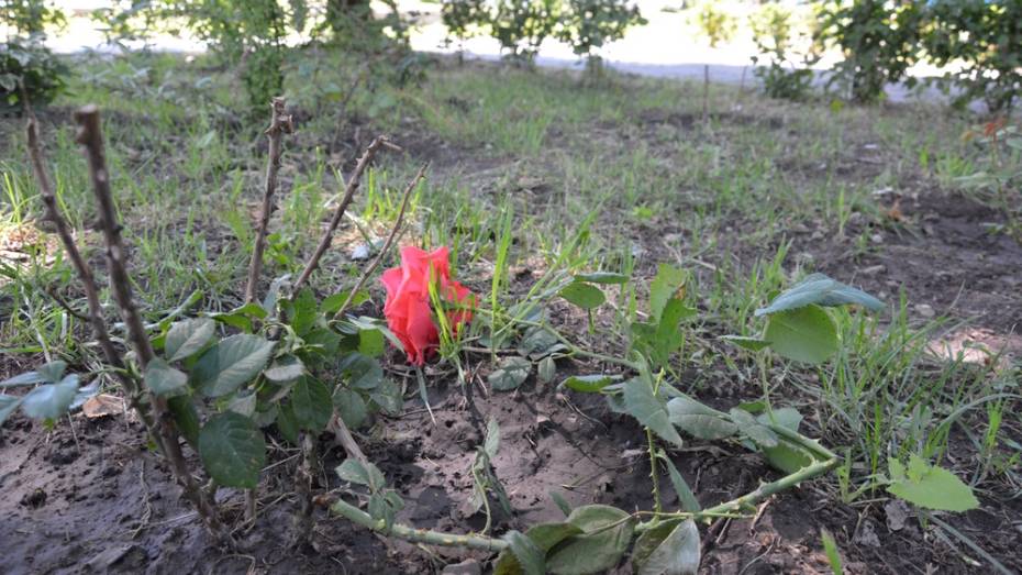 В Острогожске неизвестные выкопали 10 роз и 10 хост в городском саду