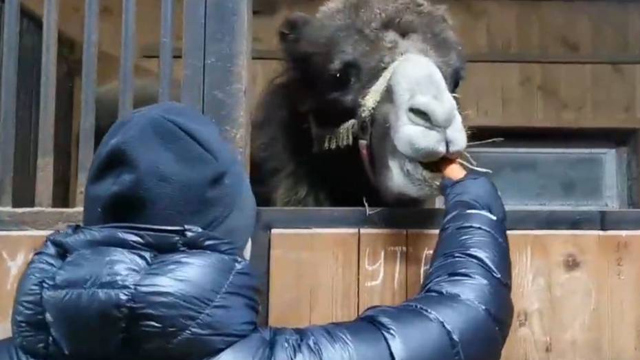От голодной смерти двух цирковых верблюдиц из Воронежской области спасли нижегородцы
