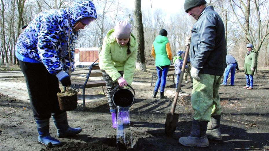 В Кантемировском районе посадили первые саженцы «Леса Победы»