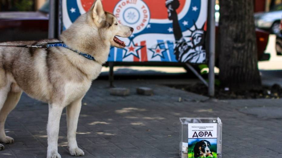 В Воронеже танцующие собаки собрали для бездомных собратьев 17 тысяч рублей