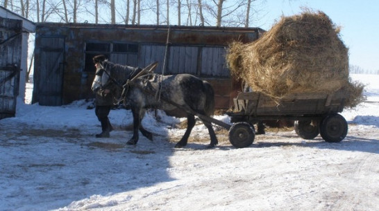 В Нижнедевицком районе недокармливают коров