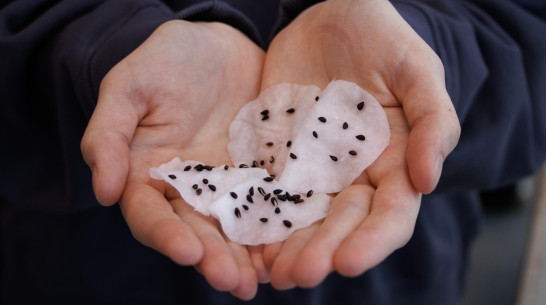 В Нововоронеже высадили семена кремлевской елки