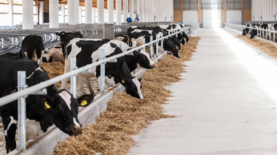 В Воронежской области молочная ферма на 1,1 тыс голов вышла на проектную мощность