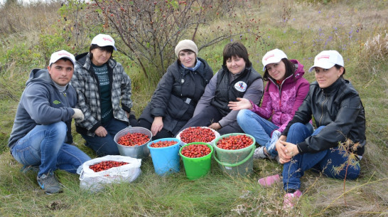 Кантемировкие журналисты собрали 37 кг шиповника для одиноких пожилых людей