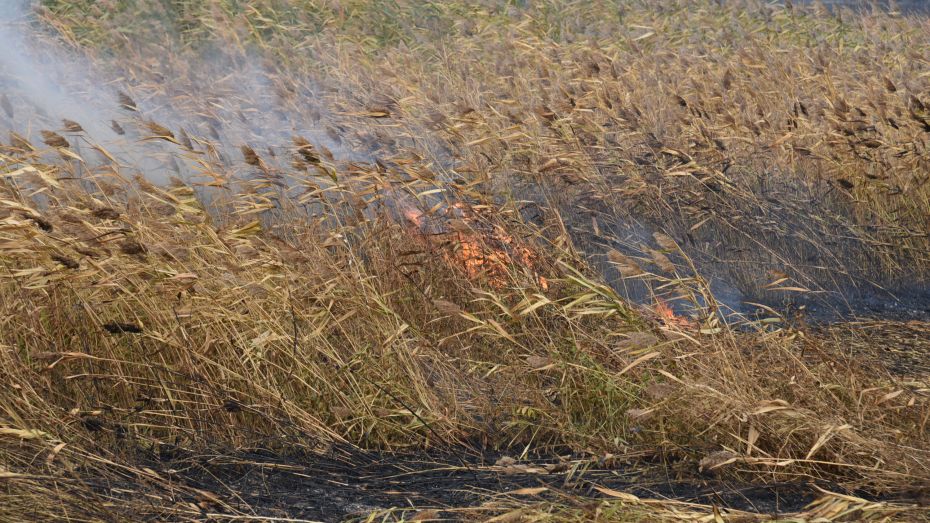 Предупреждение о высоком уровне пожарной опасности ввели в Воронежской области