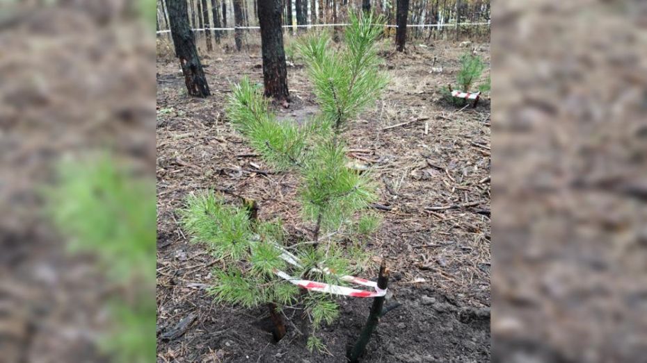 Более 60 сосен посадили активисты в Северном лесу Воронежа