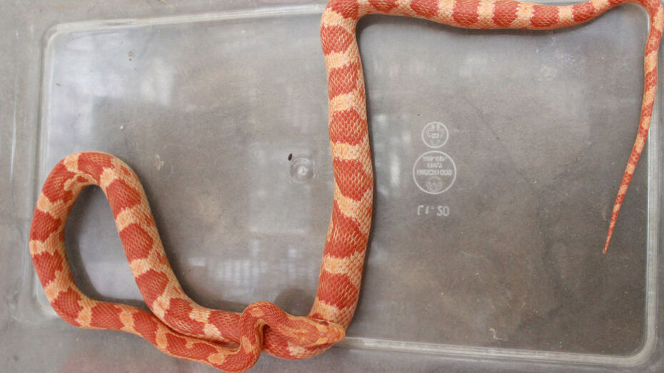  В Воронежском зоопарке рассказали о состоянии найденной в душевой змеи 