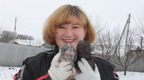 Жительница Хохольского района разводит экзотических свиней