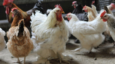 На фабрике крупного производителя яиц в Воронежской области нашли птичий грипп