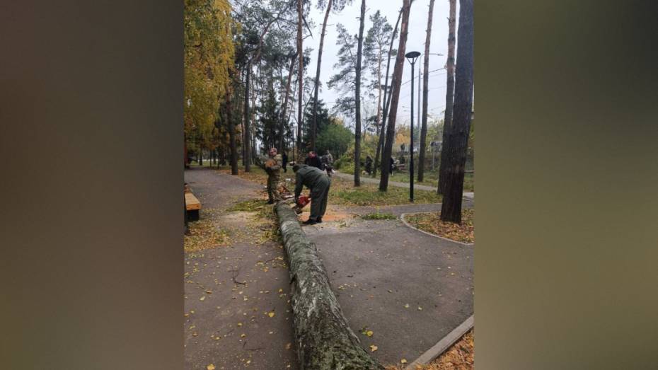 В воронежском парке «Олимпик» спилили 54 аварийных дерева