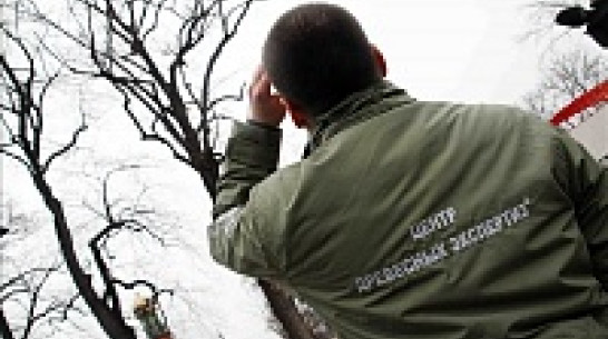 Столичные эксперты исследовали в Воронеже дуб-памятник