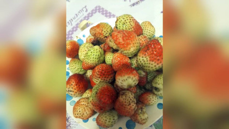 У жительницы петропавловского села Березняги в декабре плодоносит клубника